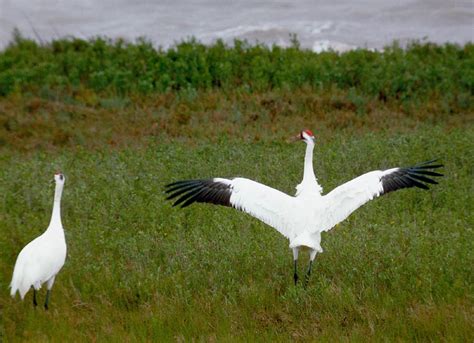  Cranes Return: A Tale of Sacrifice, Loyalty, and Unexpected Redemption!